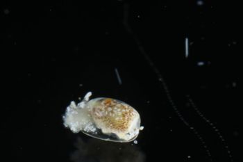Media type: image;   Malacology 393732 Description: live specimen;
